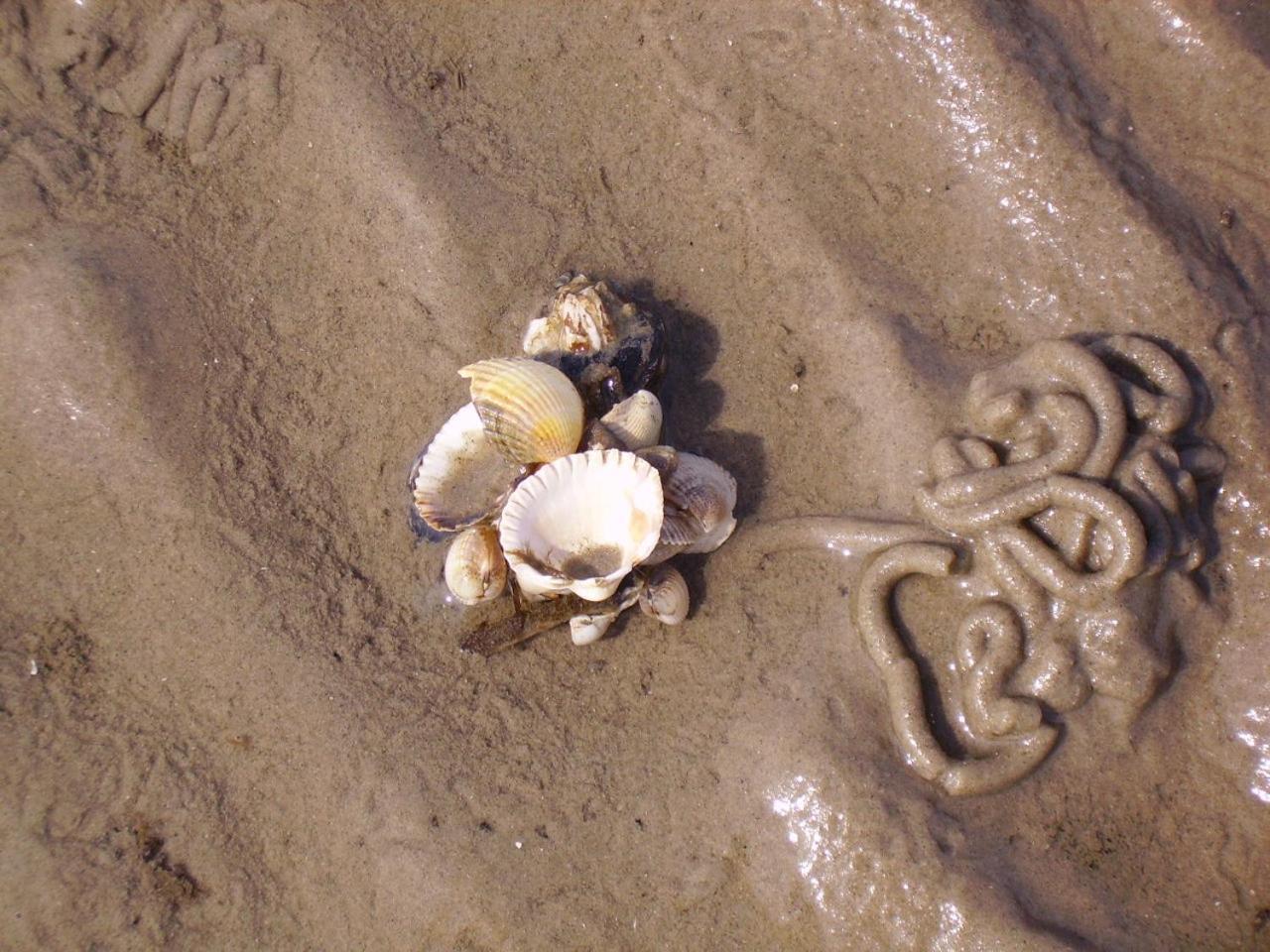 Nordsee Lodge Pellworm Εξωτερικό φωτογραφία